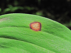 Phyllosticta cruenta