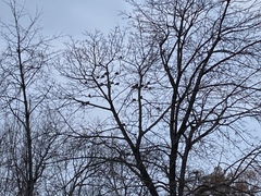 Zenaida macroura carolinensis