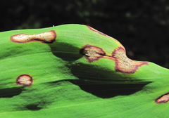 Phyllosticta cruenta