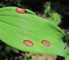 Phyllosticta cruenta