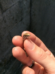 Ateuchosaurus pellopleurus