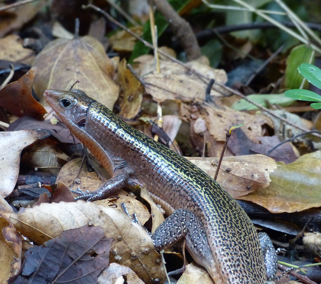 Green Madagascar Girdled Lizard