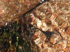 Metrocoris lituratus