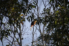 Platycercus icterotis