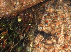 Metrocoris lituratus