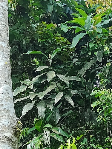 Medium