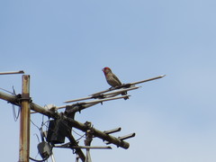 Haemorhous mexicanus
