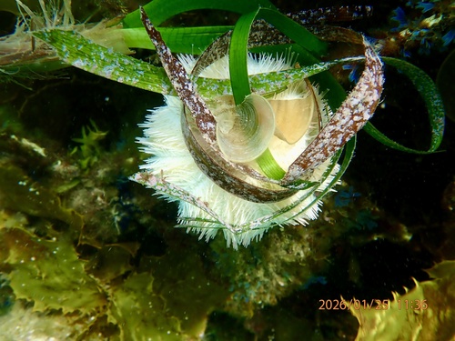 Pseudoboletia indiana observed 2026-01-25