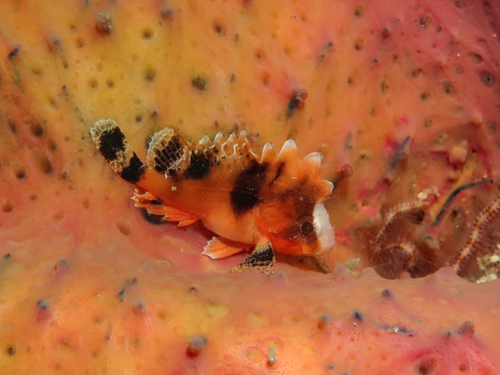Smooth waspfish (Liocranium praepositum) — Tetrarogidae — 3