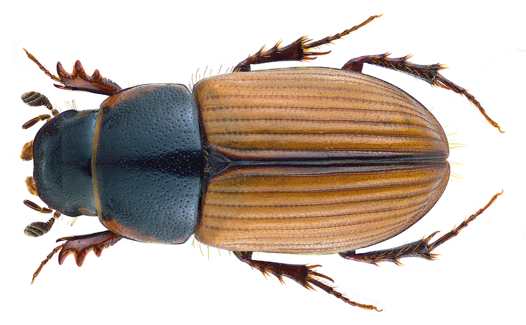 Esymus merdarius