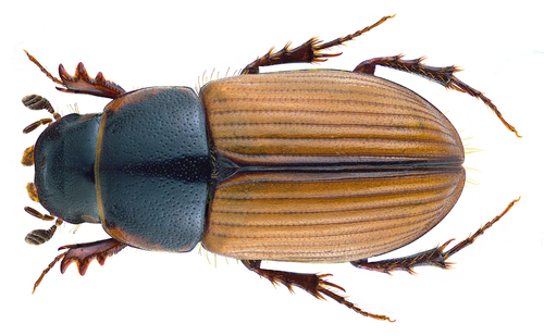 Esymus merdarius