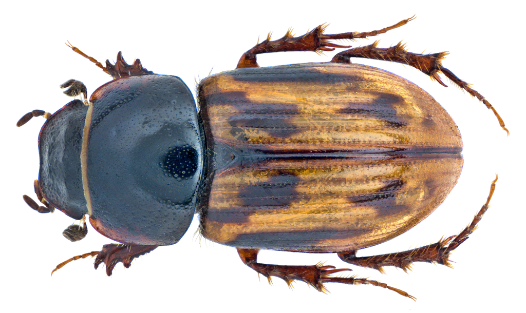 Maculated dung beetle