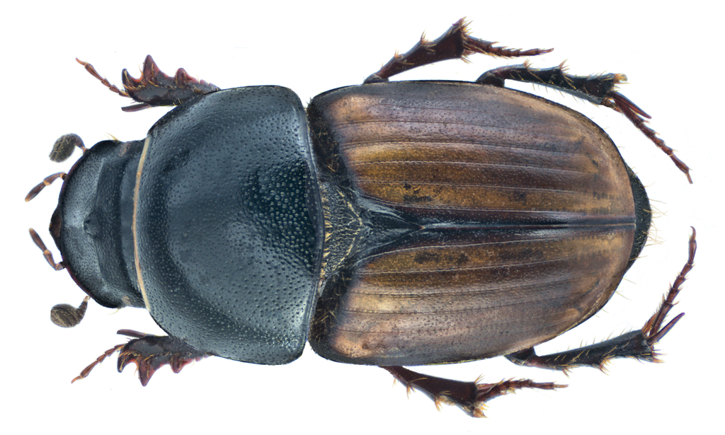 Erratic small dung beetle