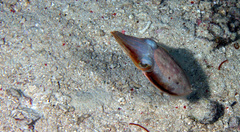 Sepia latimanus
