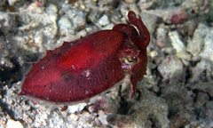 Sepia latimanus