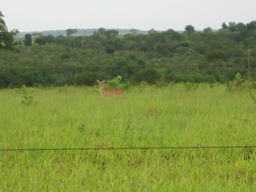 Ozotoceros bezoarticus bezoarticus