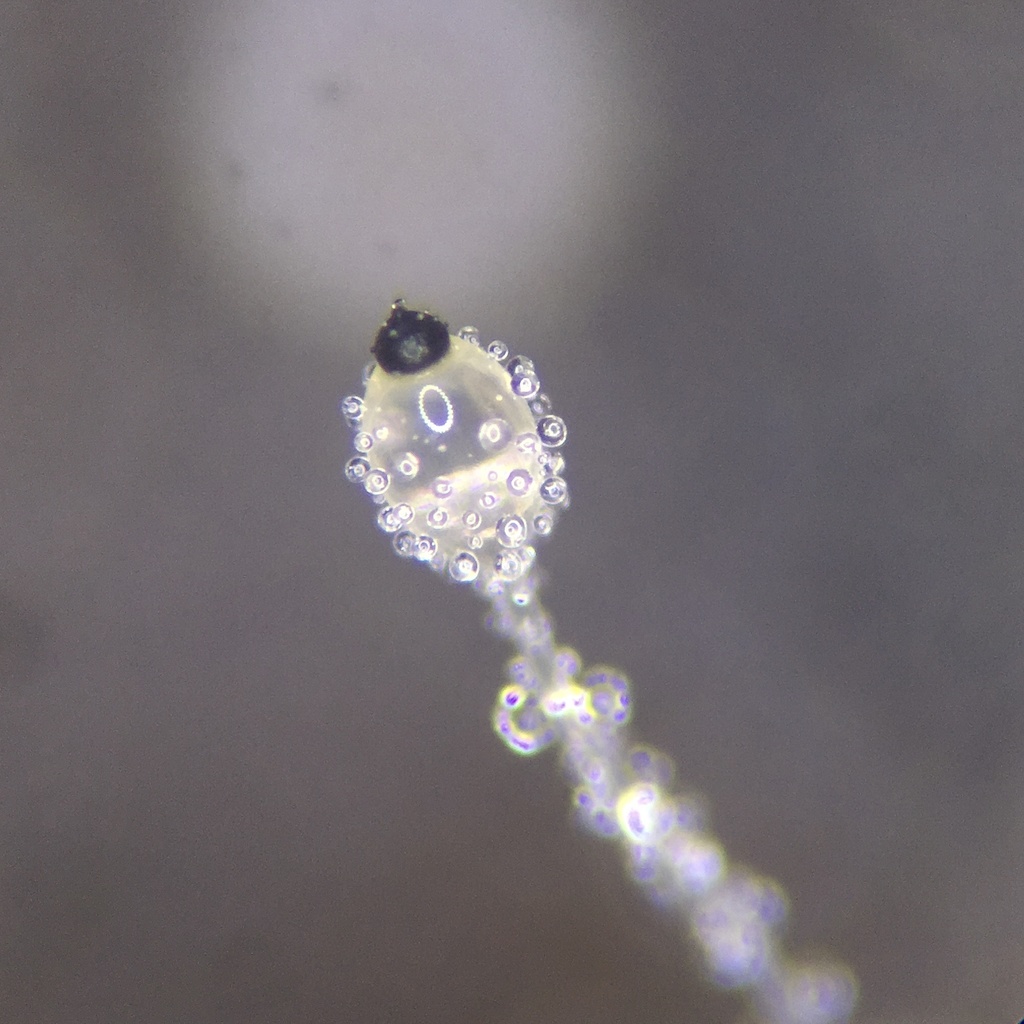 Pilobolus roridus