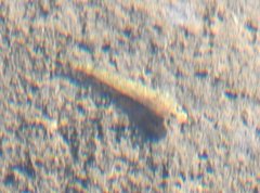 Rhinogobius duospilus