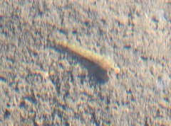 Rhinogobius duospilus