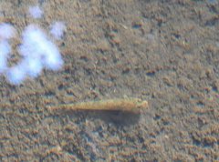 Rhinogobius duospilus