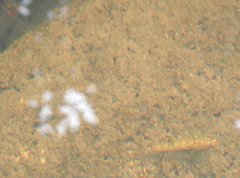 Rhinogobius duospilus