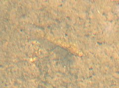 Rhinogobius duospilus