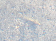 Rhinogobius duospilus