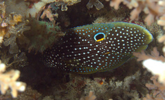 Calloplesiops altivelis