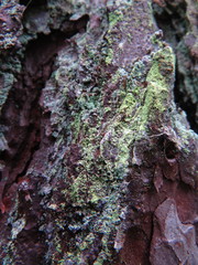 Chrysothrix flavovirens