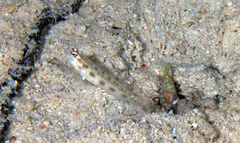 Ctenogobiops feroculus