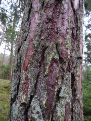 Chrysothrix flavovirens