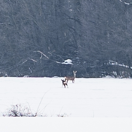 Western Roe Deer
