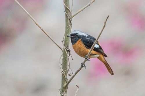 Daurian Redstart