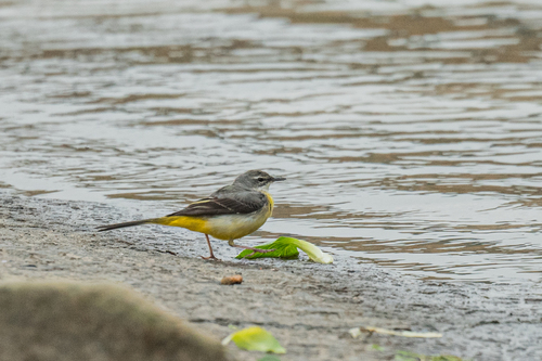 Grey Wagtail