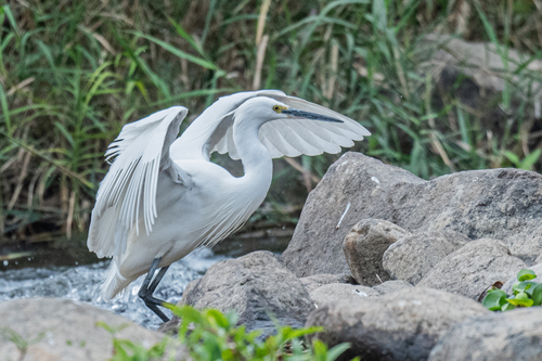 Little Egret
