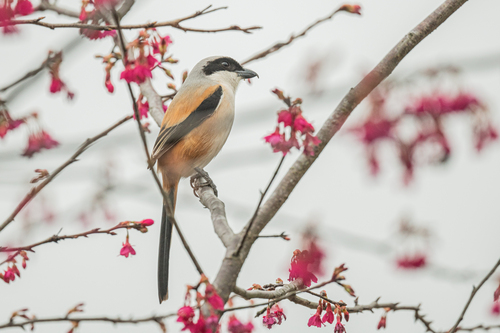Long-tailed Shrike