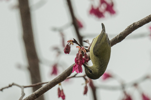 Fork-tailed Sunbird