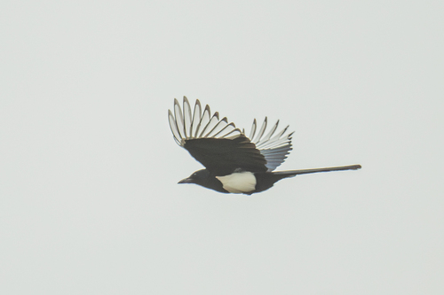 Oriental Magpie