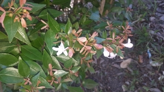 Zabelia mosanensis