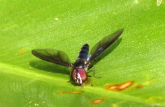 Ocyptamus dimidiatus