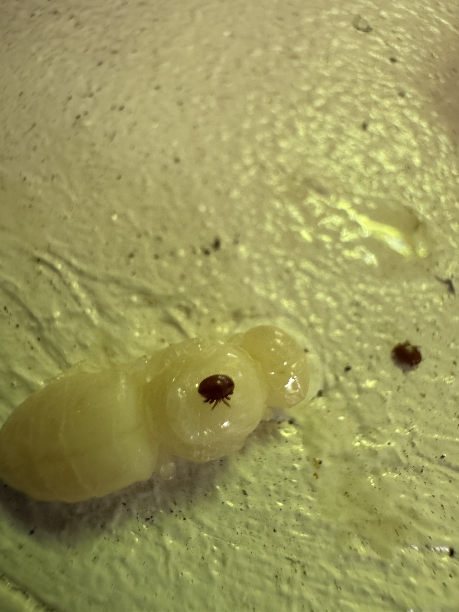 Varroa destructor Anderson & Trueman, 2000