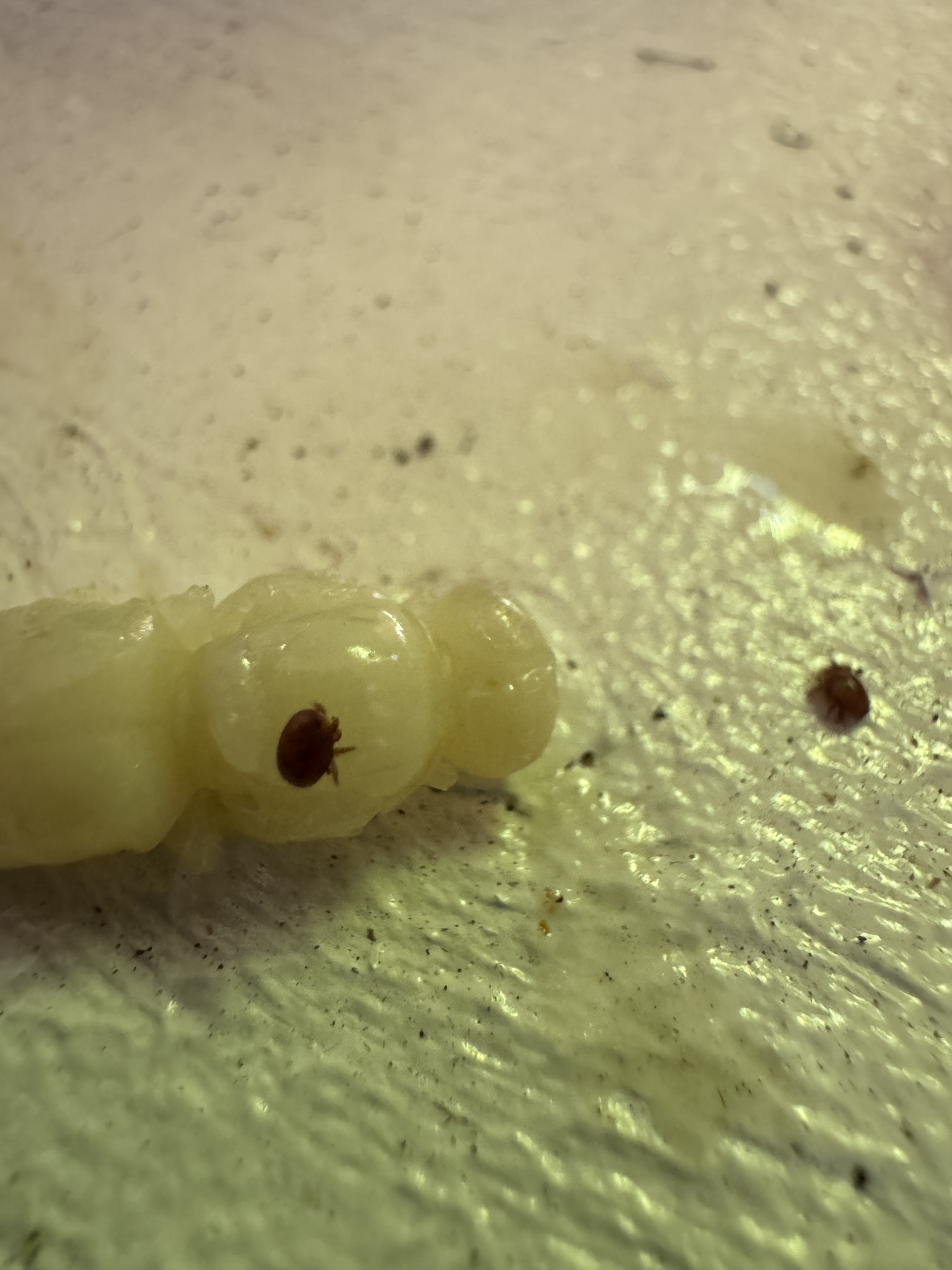 Varroa destructor Anderson & Trueman, 2000