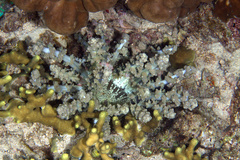 Actinodendron alcyonoideum