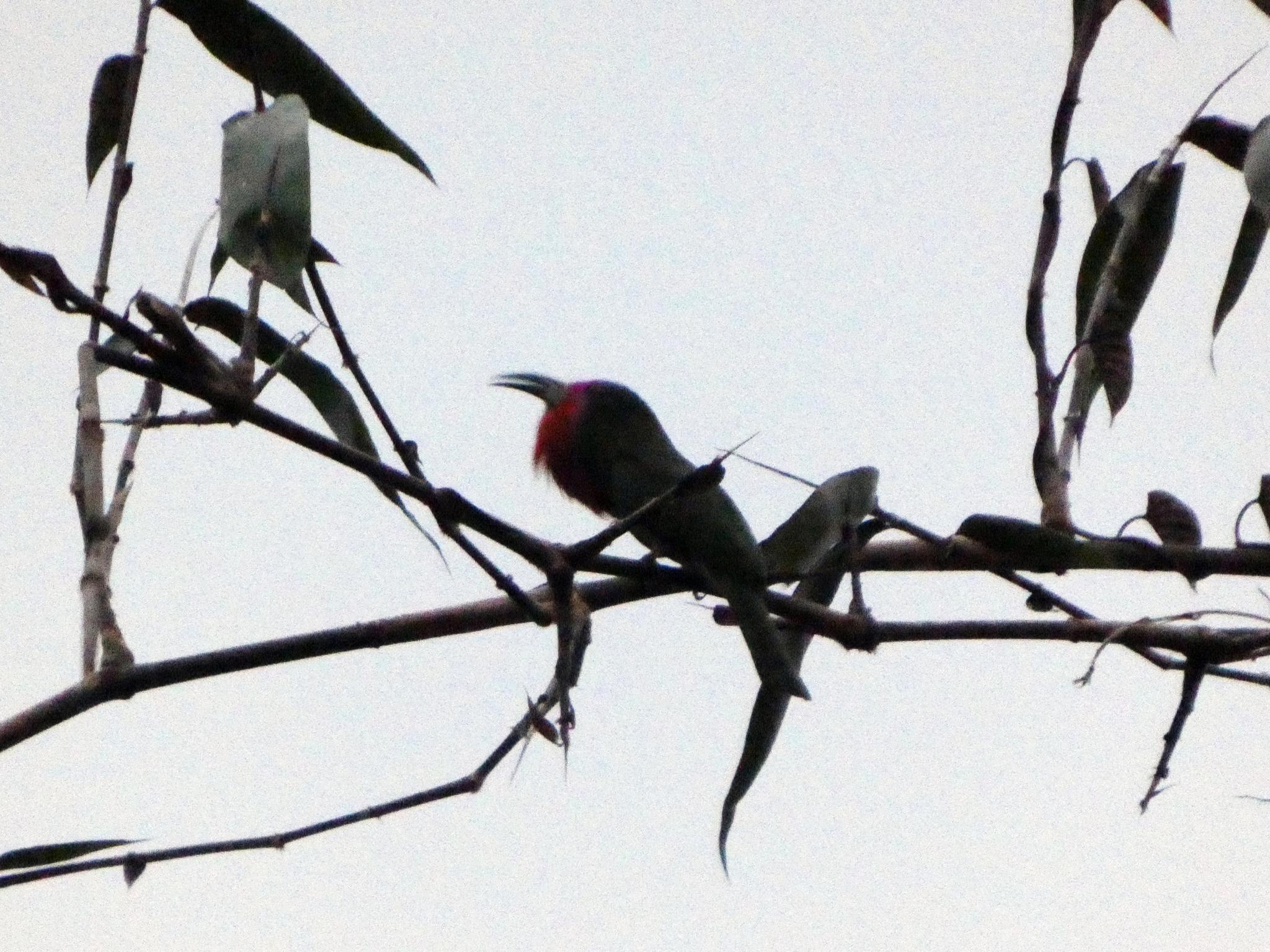 Red-bearded Bee-eater (Nyctyornis amictus), photo 2
