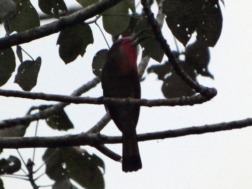 Red-bearded Bee-eater (Nyctyornis amictus)