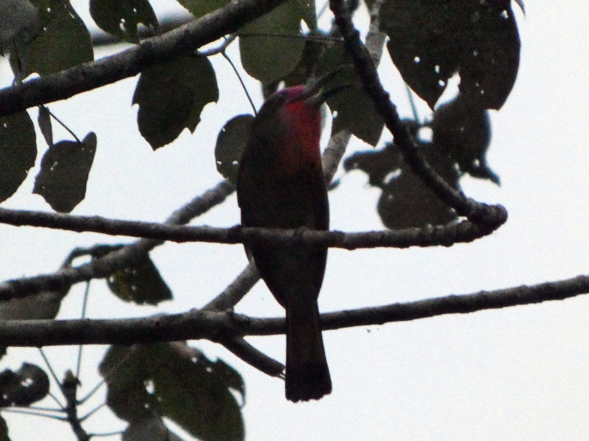Red-bearded Bee-eater (Nyctyornis amictus), photo 1