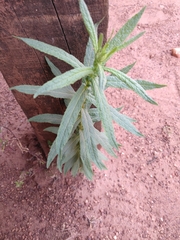 Angiospermae