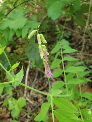 Lathyrus polyphyllus, photograph 6