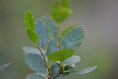 Betula humilis