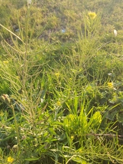 Sisymbrium irio